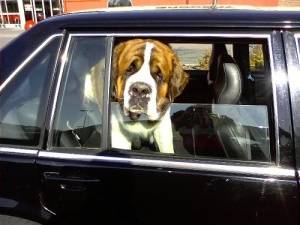 Is locking a pet in the car animal abuse?